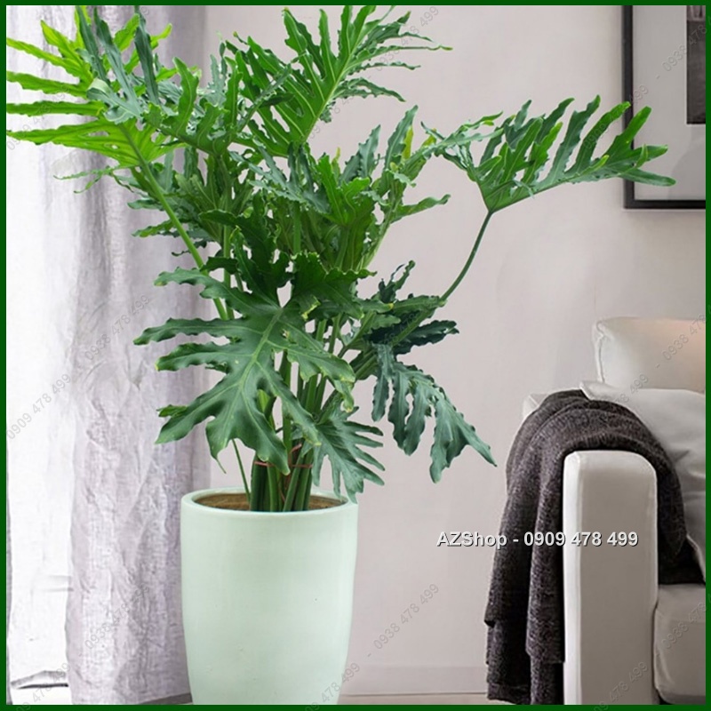 Cây Trầu Bà Thanh Xuân - Kiểng Lá Trang Trí