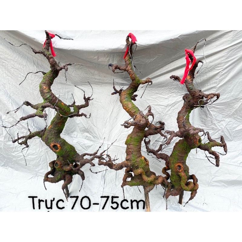 Gốc bonsai, thân cây giả dáng Trực 70-80-90cm làm hoa mai đào Handmade