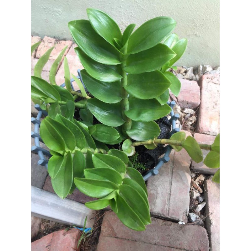 Phi điệp lá mít bá vương