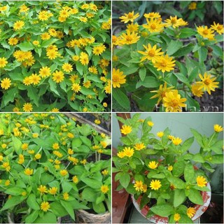50 Hạt giống hoa cúc mặt trời vàng(Kèm kích thích hạt nảy mầm)
