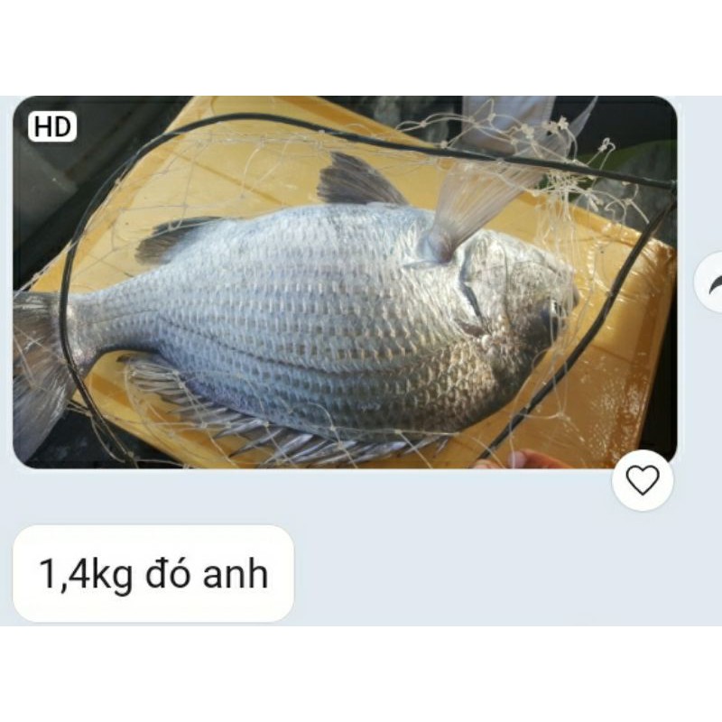 Mồi xả dụ cá tráp . Sea bream fishing