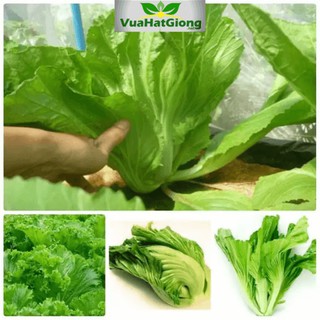 hạt giống cây rau cải bẹ dưa gói (20gr)