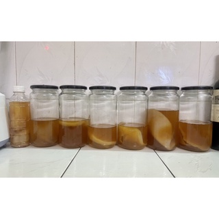 Con giống Scoby Kombucha