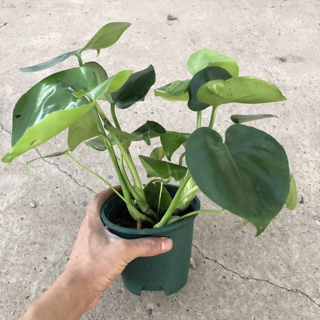 Cây trầu bà lá xẻ (trầu bà monstera) cỡ vừa, Chiều cao 35-40cm lá to đẹp bắt mắt dễ trồng thích hợp trang trí nội thất