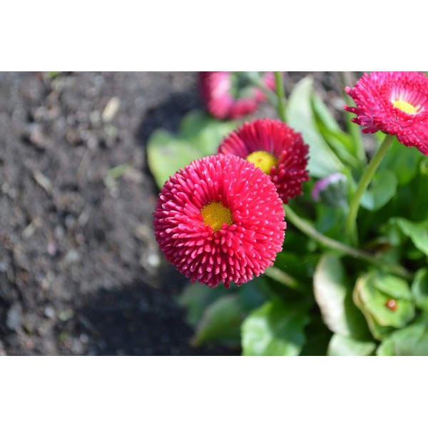 Gói 50 hạt giống hoa cúc anh nhiều màu ĐẾN MÙA TRỒNG TẾT