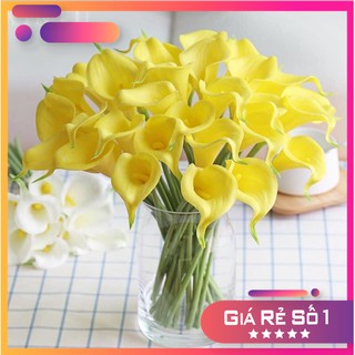 Hoa Giả - Hoa Rum Calla Lily Nam Phi