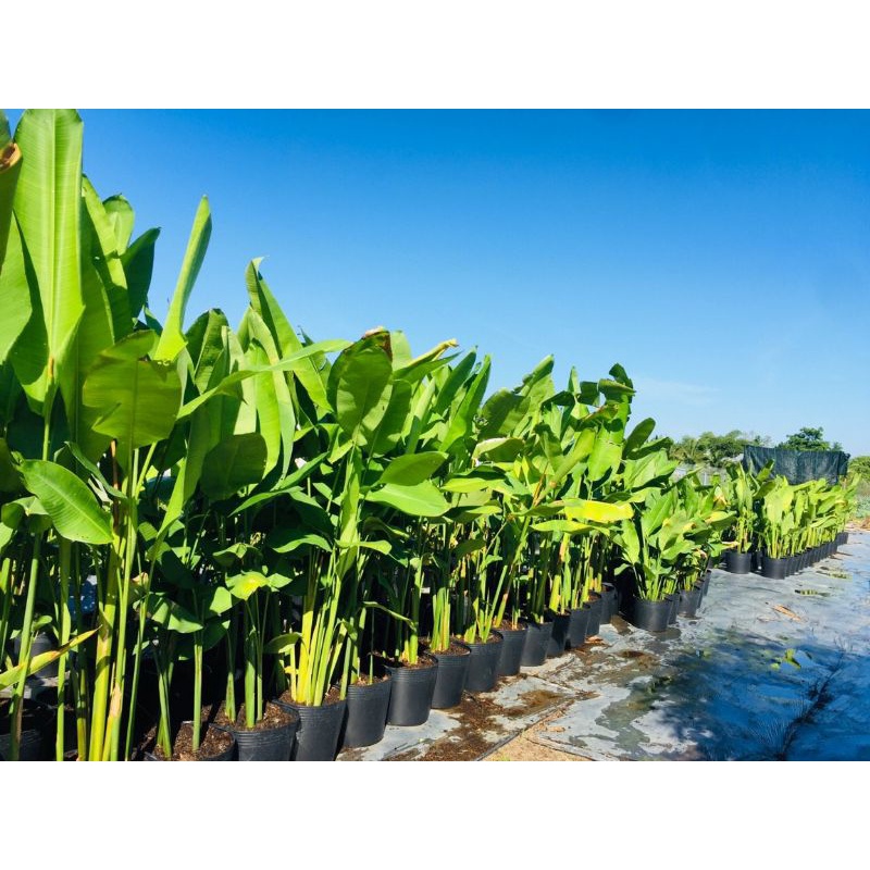 Chuối Phao chỉ thiên