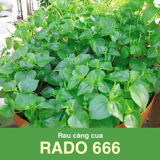 Hạt Giống Rau Càng Cua Xanh Giòn, Dễ Trồng