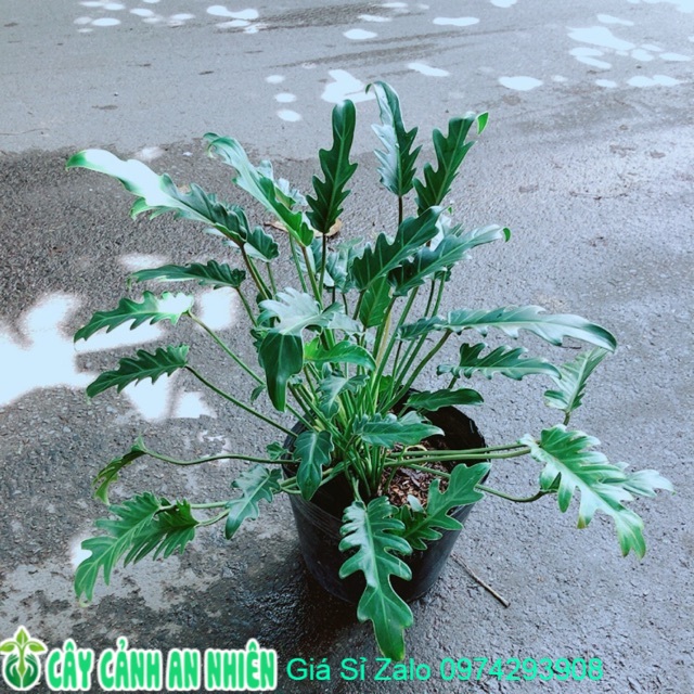 Trầu Bà Chân Vịt