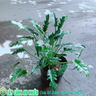 Trầu Bà Chân Vịt