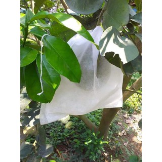 500 túi bưởi vải, bưởi mùng (30x35cm)