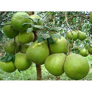 Cây giống Bưởi năm roi