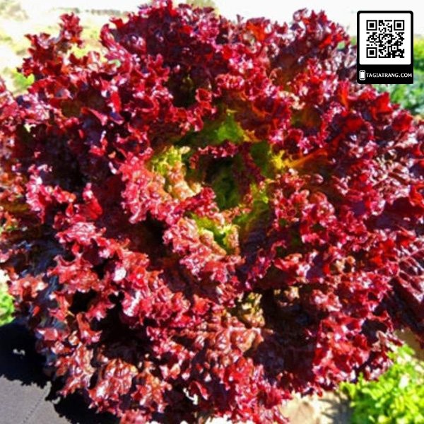 [Bán sỉ] - Hạt giống xà lách xoăn tím (xà lách tím - xà lách lolo tím)