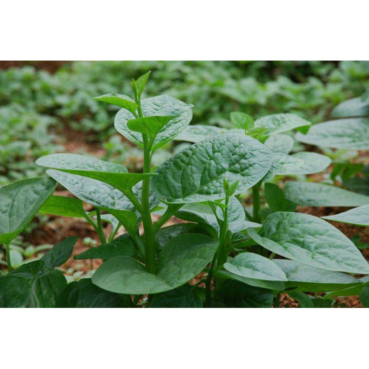 gói 10 gr  giống rau mùng tơi lá to
