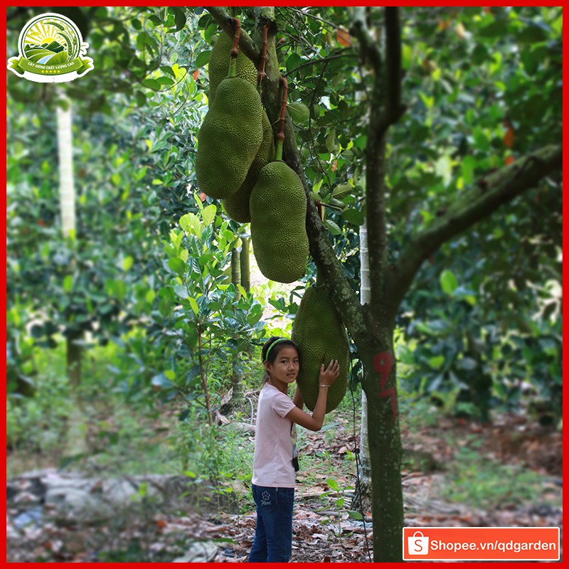 Cây giống mít trái dài Malaysia giống khỏe dễ trồng ít sâu bệnh năng suất cao trái siêu dài - QD06