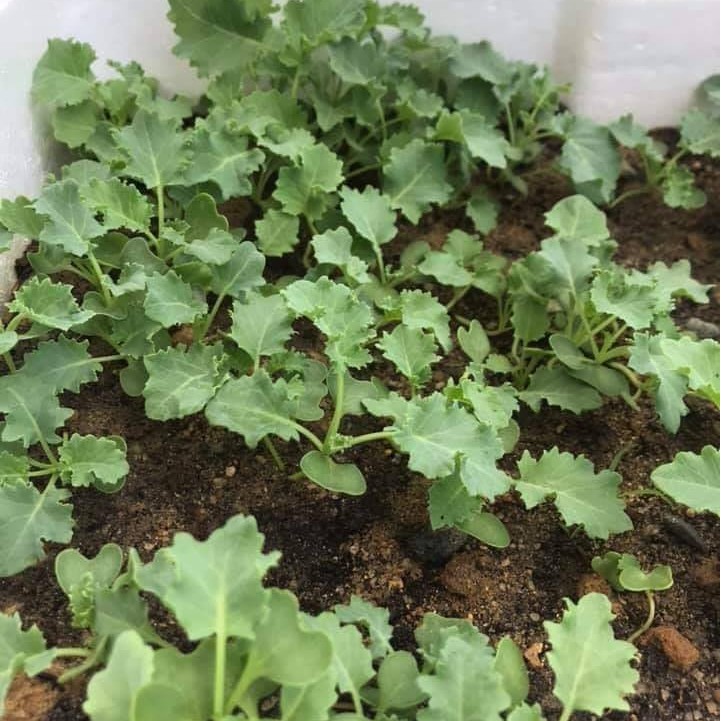 Hạt giống cải Kale Xoăn Xanh 200 Hạt
