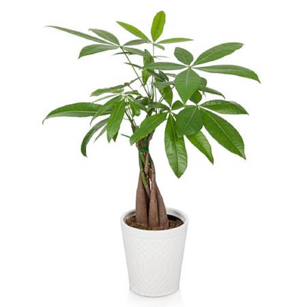 Cây Pachira aquatica Bonsai (Money tree, Cây dẻ cảnh Pháp) chậu nhựa