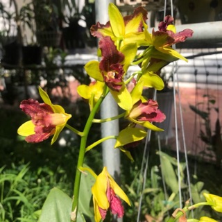 Hoa lan dendro thôngchai gold 3 vàng 3 đỏ - 1 chậu