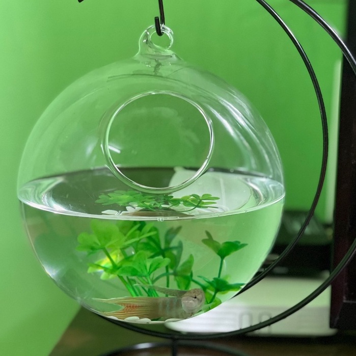 Bình thủy tinh tròn treo 15cm