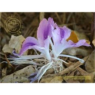địa lan  tam thất nam