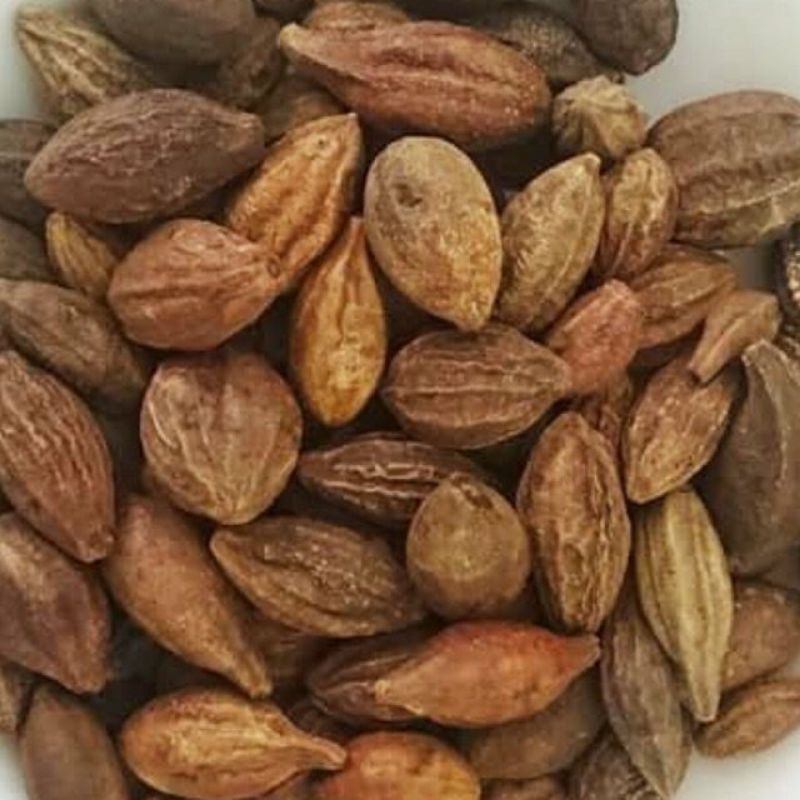 Kha Tử - Bột Kha Tử nguyên chất 100% đã bỏ hạt