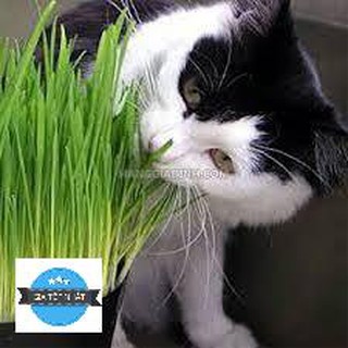 100 Hạt Giống Cỏ Lúa Mì Đỏ Wheatgrass Cỏ Mèo