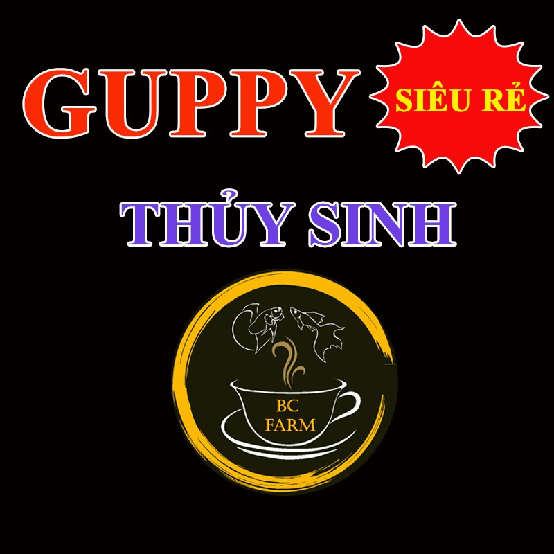 GUPPY THỦY SINH 🐟 GIÁ RẺ 🐟 Vật phẩm trang trí hồ cá