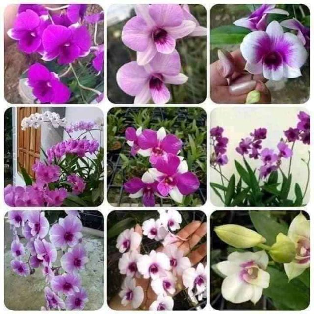 Hoa lan denro mini đủ màu