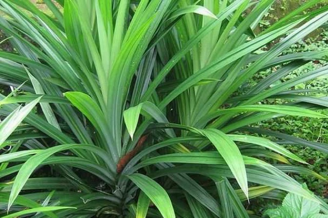 Tinh dầu lá dứa Thái Lan