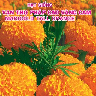 Hạt Giống Hoa Vạn Thọ Pháp Cao Vàng Cam Hà Lan