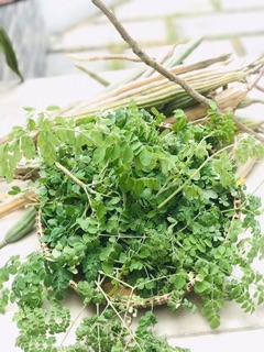 20 Hạt giống cây Chùm ngây