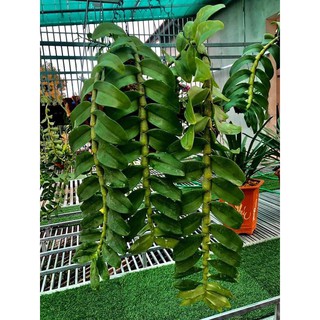 Chế phẩm phân hữu cơ  hoa lan