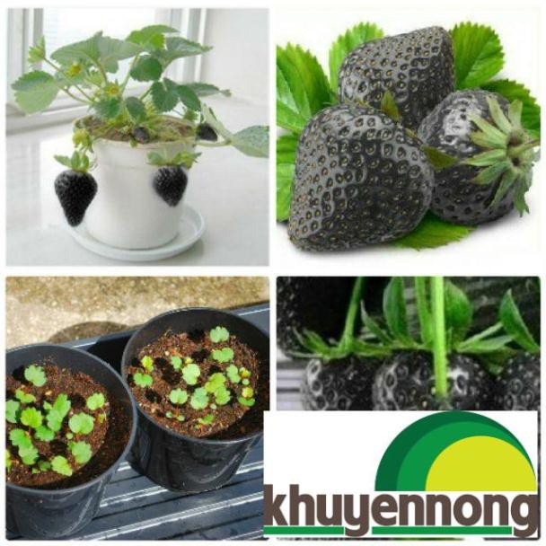 Hạt giống dâu tây đen 100 hạt