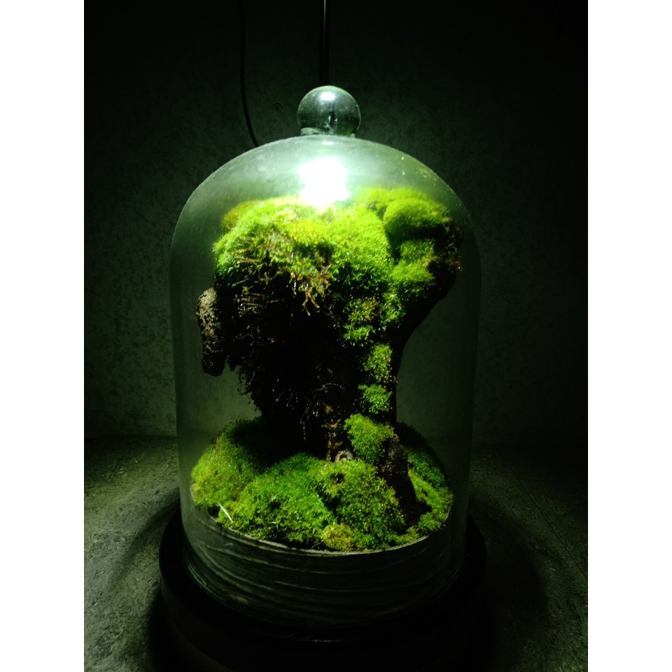 RÊU CỎ ĐẮP CHẬU BOSAI VÀ SETUP BỂ TERRARIUM
