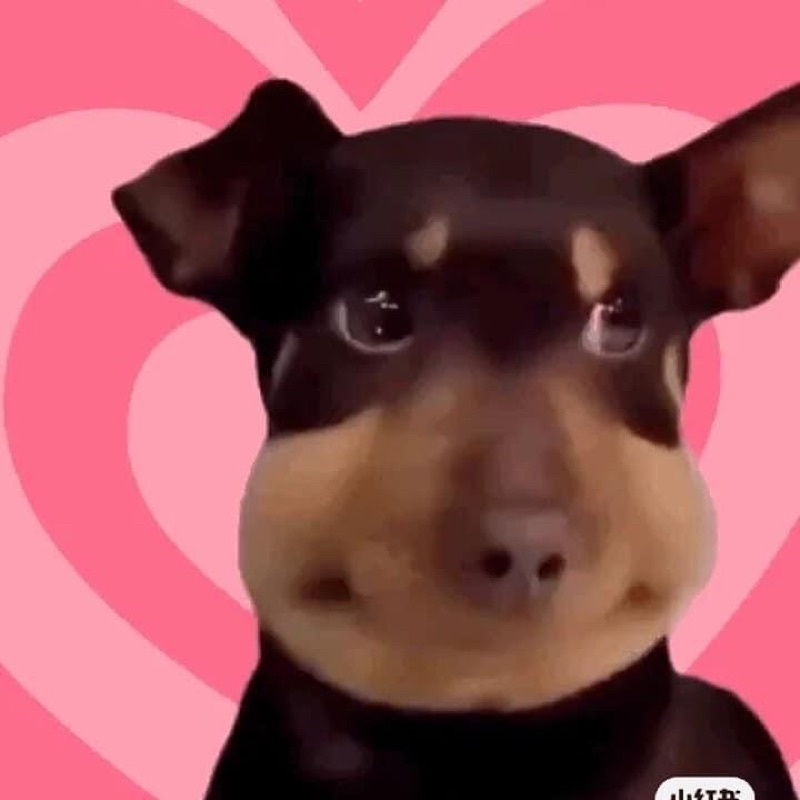 Chú chó bị ong đốt🐝