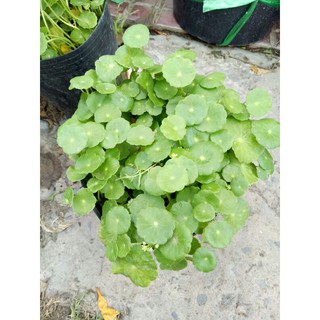 Cây rau má thái ( sống thủy sinh)