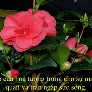 Trà Hoa Đỏ
