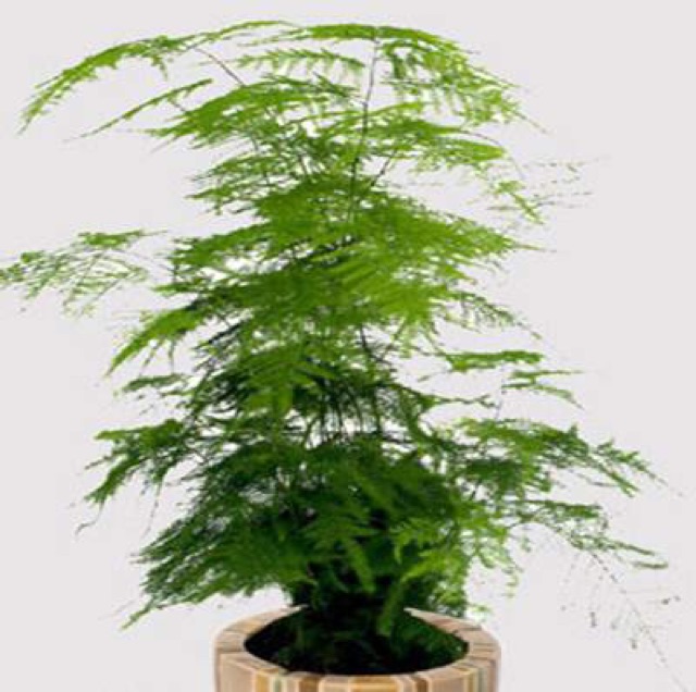 Cây thuỷ tùng cả chậu sứ