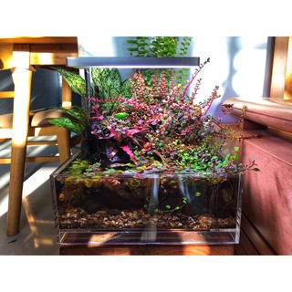 Hồ cá mini để bàn Suối Nhỏ | Acrylic nâng đáy 3011cm| dùng cho bể thủy sinh cá cảnh- hồ tép