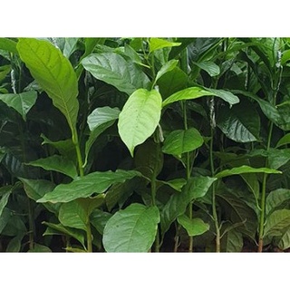 GIỐNG Cây Dổi LẤY HẠT (Dổi cấy mô)