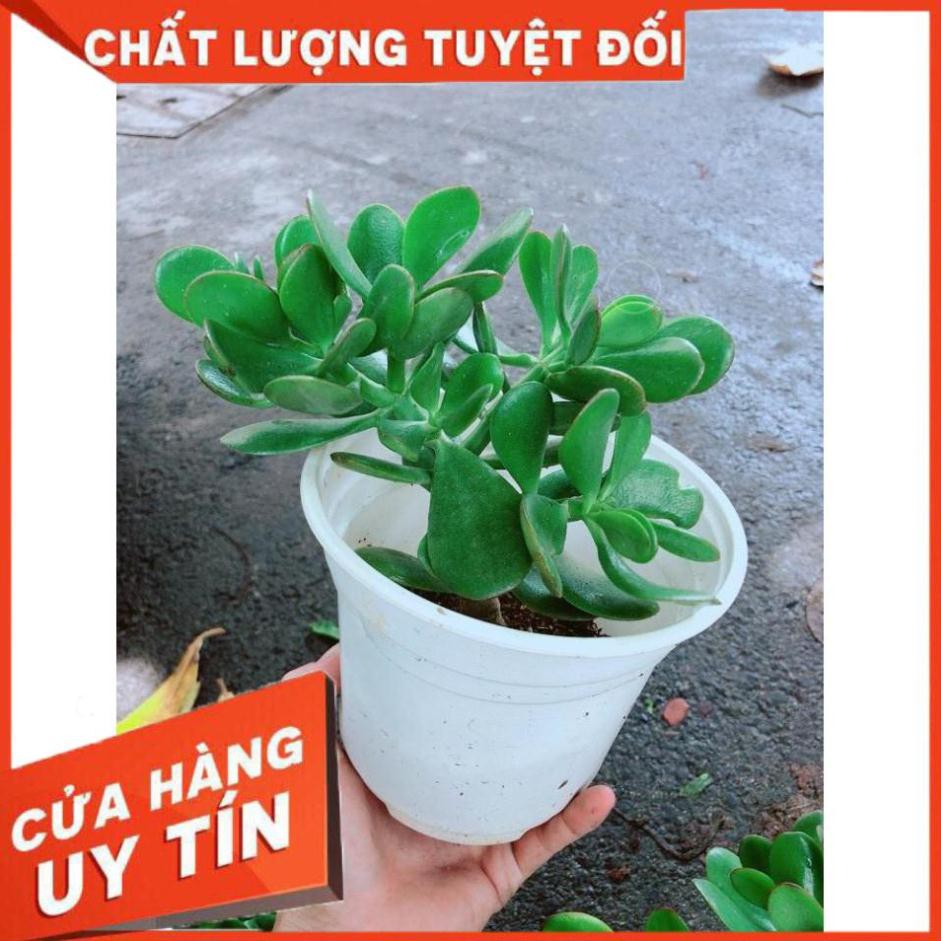 Chậu Ngọc Bích Nhiều Người Mua