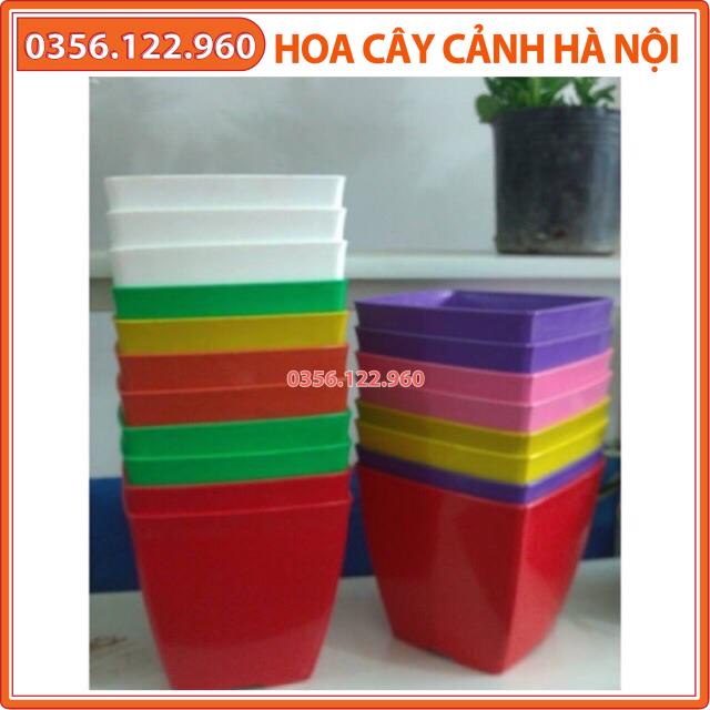 Bộ 10 chậu nhựa trồng cây đủ màu kt: 16x16cm