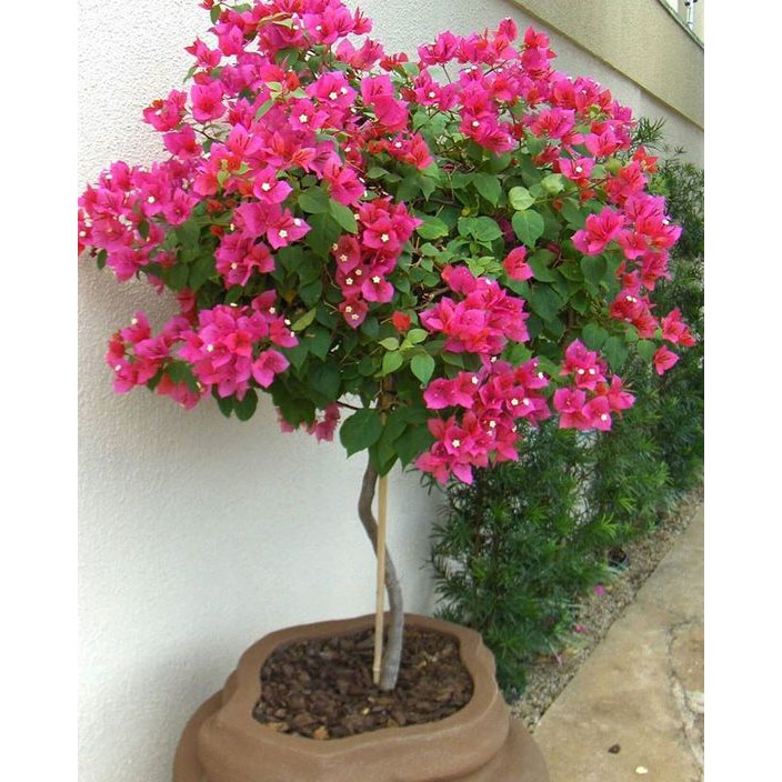 CÂY HOA GIẤY MÀU TÍM