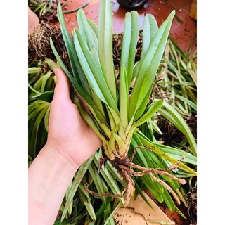 Hoa Lan bạch hạc Hải âu