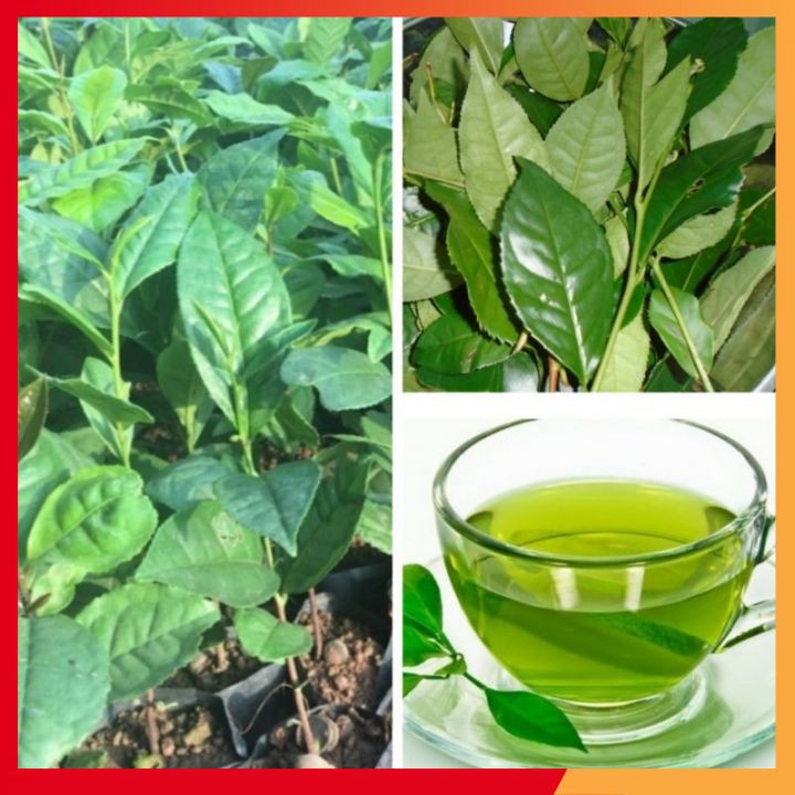 Combo 2 Cây Trà Xanh Trồng Chậu Nấu Nước Uống