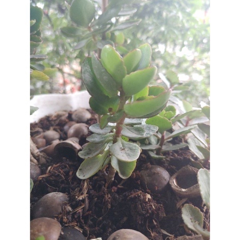 Cây hoa sống đời kép HOA TẾT
