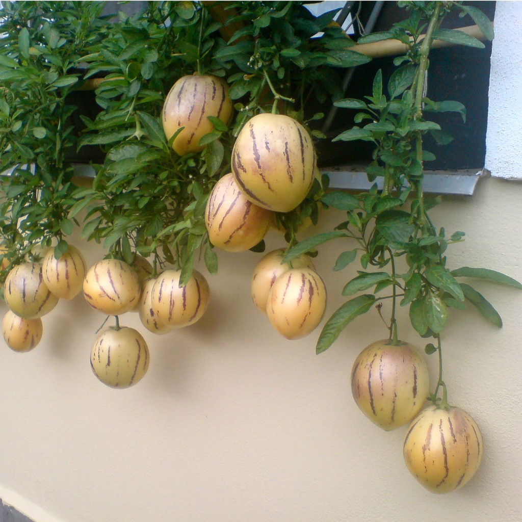 Hạt giống dưa hấu siêu ngọt pepino F1 - 4 hạt  -  tặng kèm 3 viên nén ươm hạt