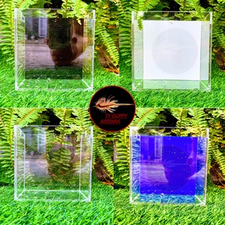 Hồ show cá siêu trong/ keo show Guppy Betta/ bể mini acrylic