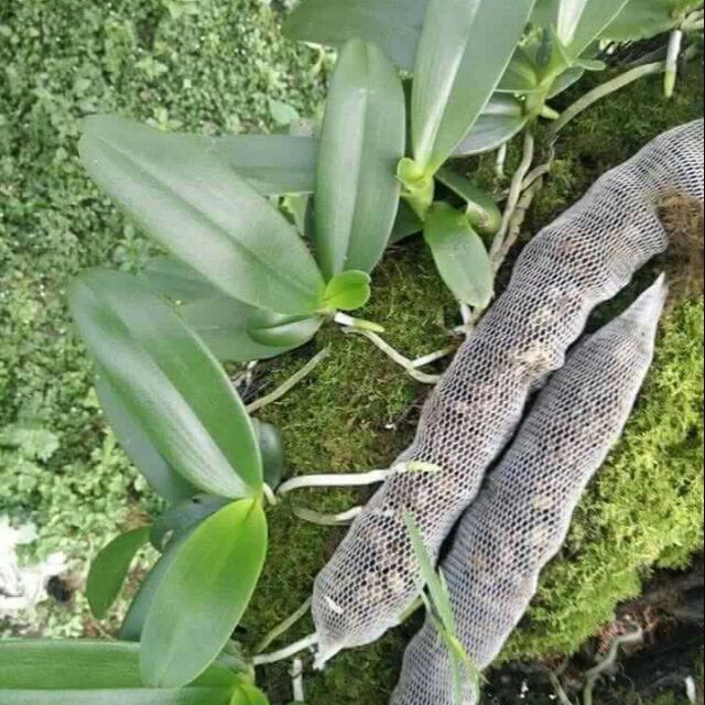 Phân Hữu Cơ Khoáng Đầu Trâu Flower Bio - Chuyên Hoa Lan, Cây Cảnh- Dinh Dưỡng Phân Giái Chậm