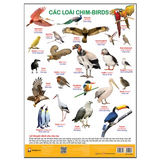Poster – Các Loài Chim - Phương pháp dạy trẻ trực quan, sinh động, vui nhộn